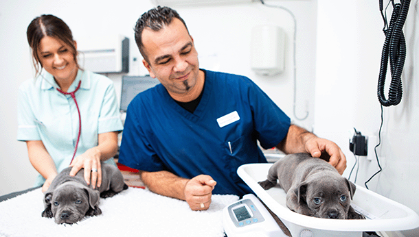 vet with puppies